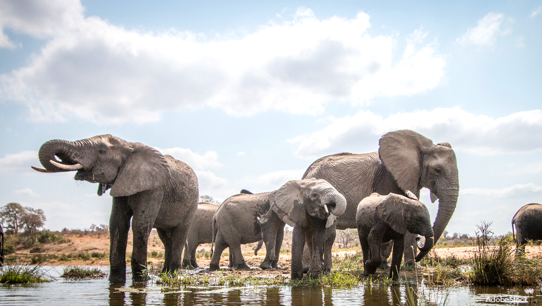 Elephants drinking